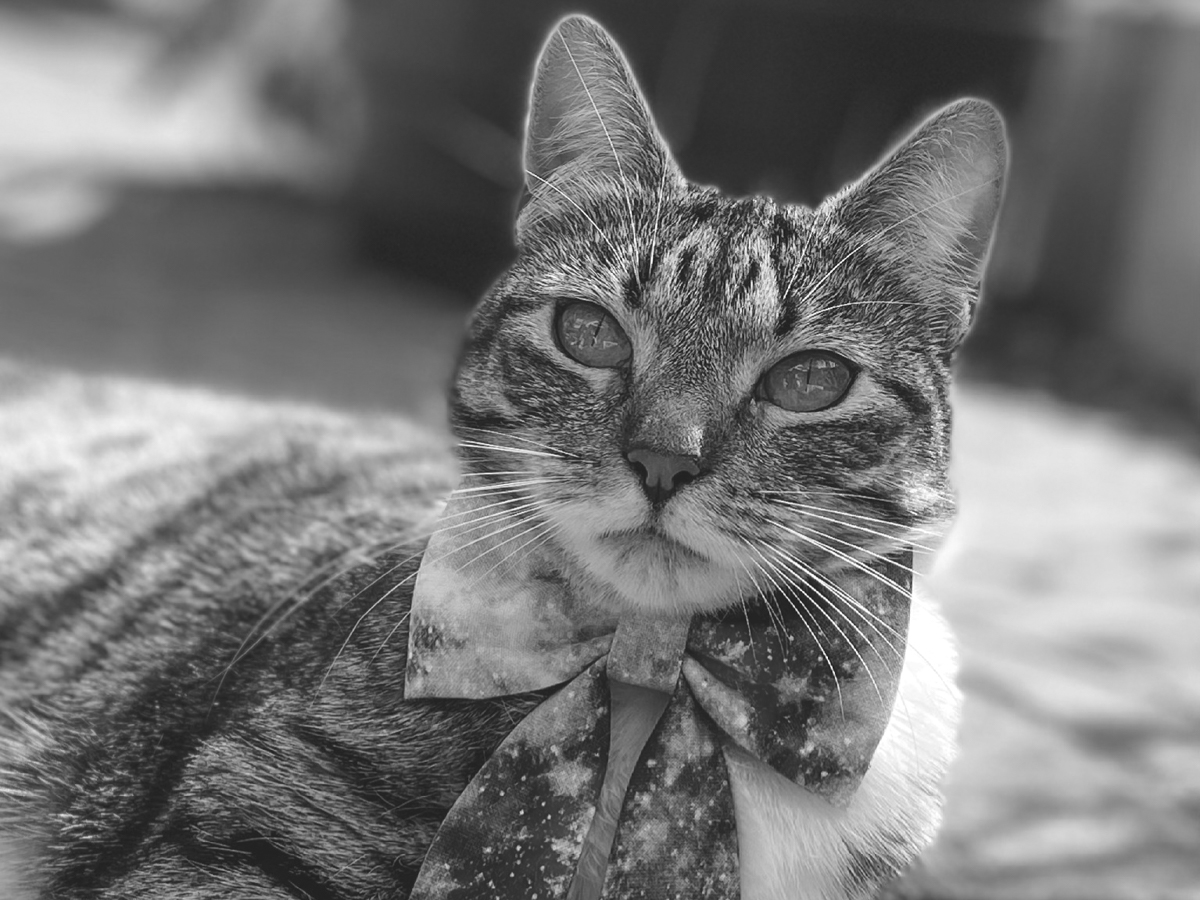 Darcy The Tabbycat | Ethical Influencers